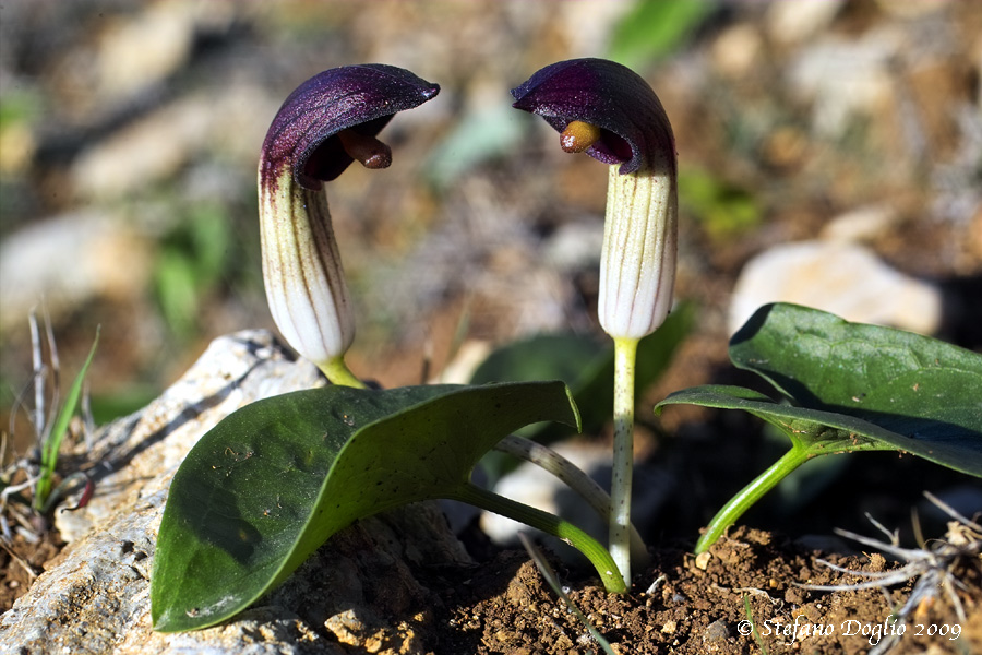 Arisarum vulgare subsp. simorrhinum